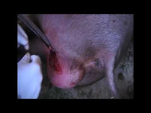 Do-it-yourself castration of piglets (pigs)