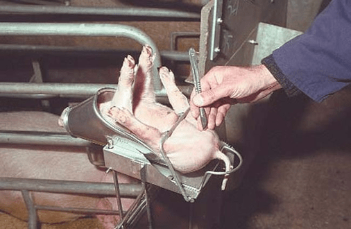 Do-it-yourself castration of piglets (pigs)