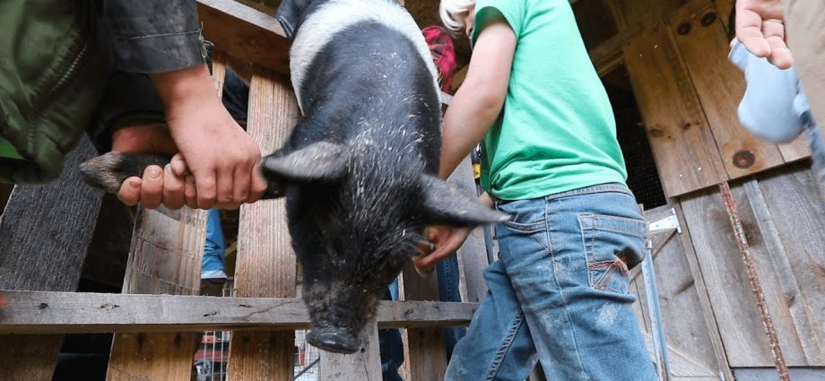 Do-it-yourself castration of piglets (pigs)