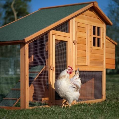 Do-it-yourself chicken coop for 10 chickens: drawings