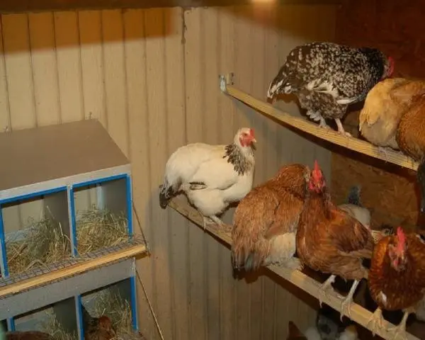 Do-it-yourself chicken coop for 10 chickens: drawings