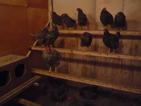 Do-it-yourself chicken coop for 10 chickens: drawings