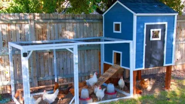 Do-it-yourself chicken coop for 15 chickens