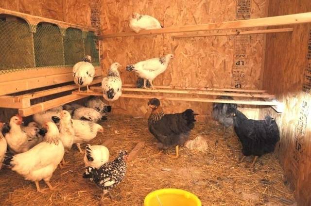 Do-it-yourself chicken coop for 20 chickens + drawings