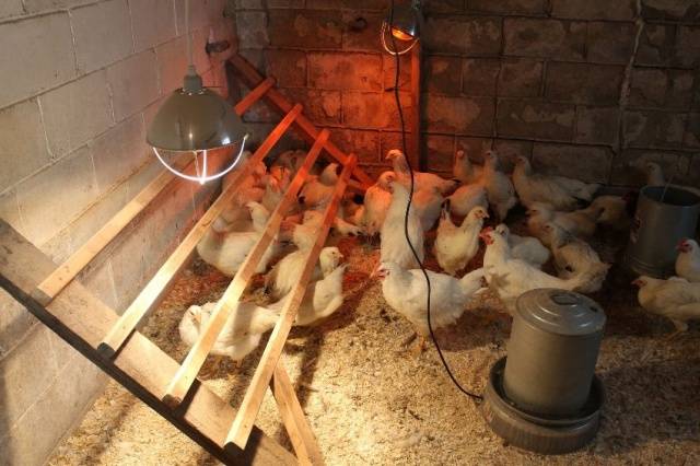 Do-it-yourself chicken coop for 20 chickens + drawings