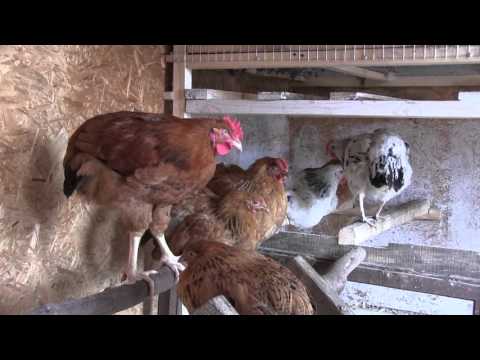 Do-it-yourself chicken coop for 20 chickens + drawings