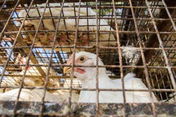 Do-it-yourself chicken coop for 20 chickens + drawings