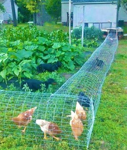 Do-it-yourself chicken coop for the summer 