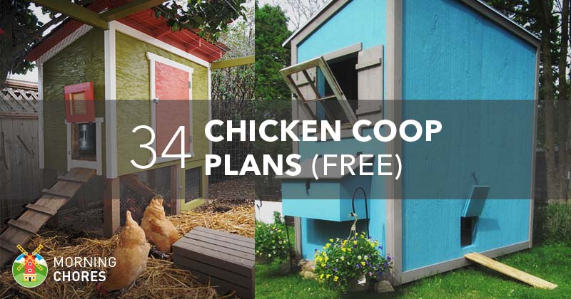 Do-it-yourself chicken coop for the summer 