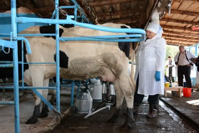 Do-it-yourself cow milking machine