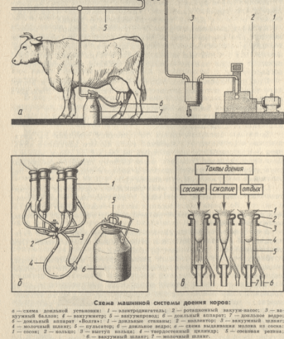 Do-it-yourself cow milking machine