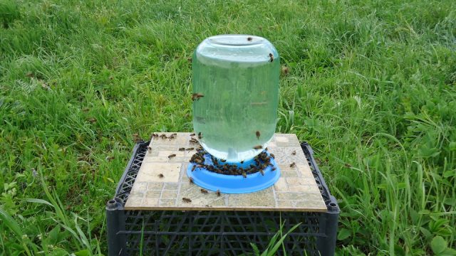 Do-it-yourself drinkers for bees