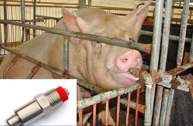 Do-it-yourself drinking bowl for pigs