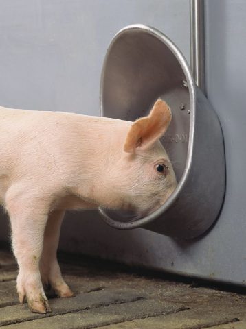 Do-it-yourself drinking bowl for pigs