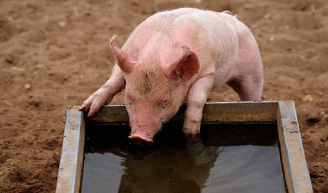 Do-it-yourself drinking bowl for pigs