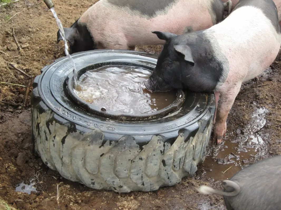 Do-it-yourself drinking bowl for pigs