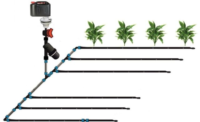 Do-it-yourself drip irrigation of potatoes