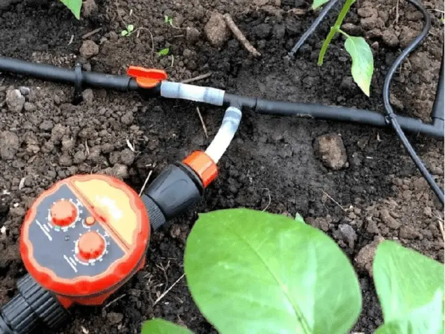 Do-it-yourself drip irrigation of potatoes