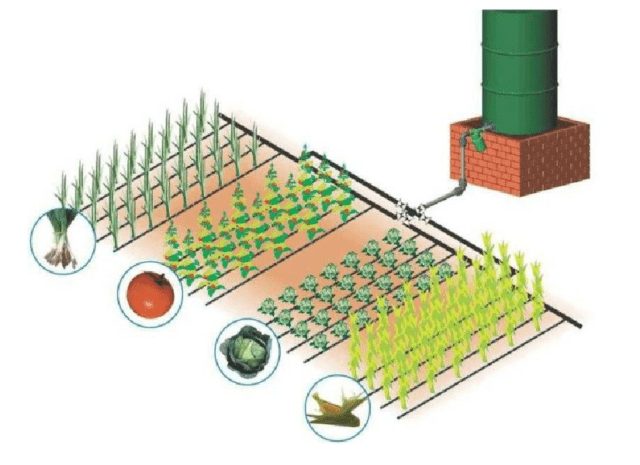 Do-it-yourself drip irrigation of potatoes