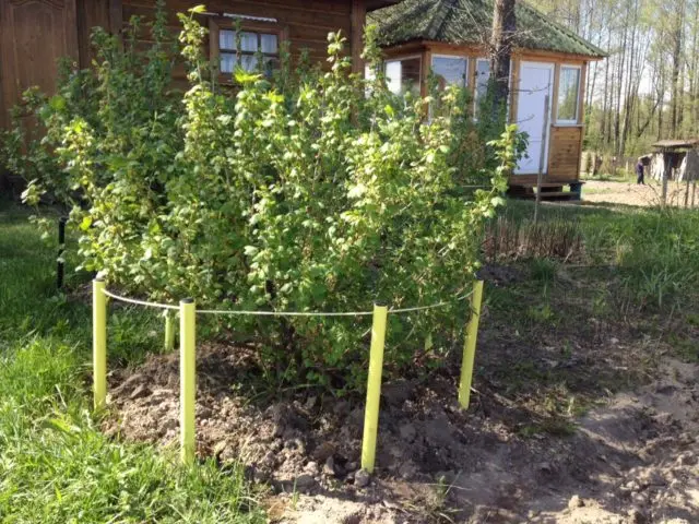 Do-it-yourself fencing for currant bushes