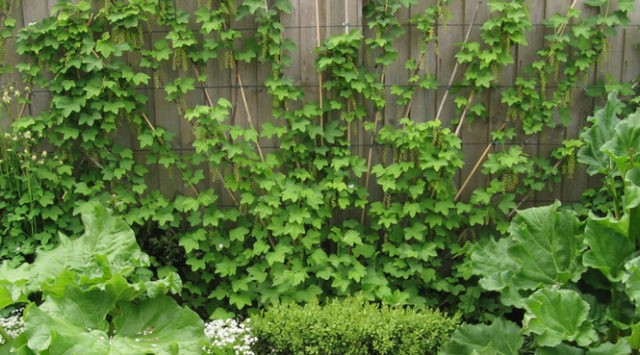 Do-it-yourself fencing for currant bushes