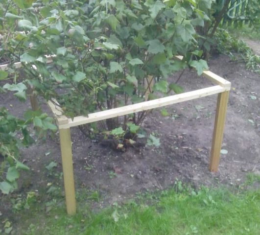 Do-it-yourself fencing for currant bushes