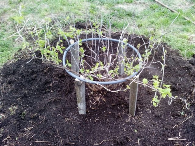 Do-it-yourself fencing for currant bushes