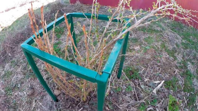 Do-it-yourself fencing for currant bushes