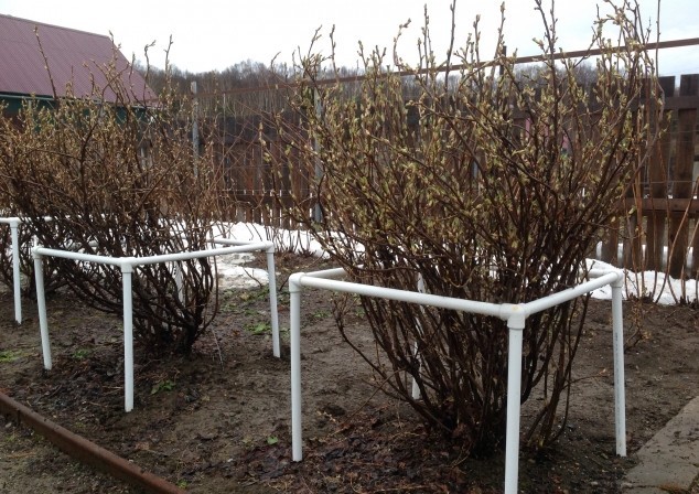 Do-it-yourself fencing for currant bushes