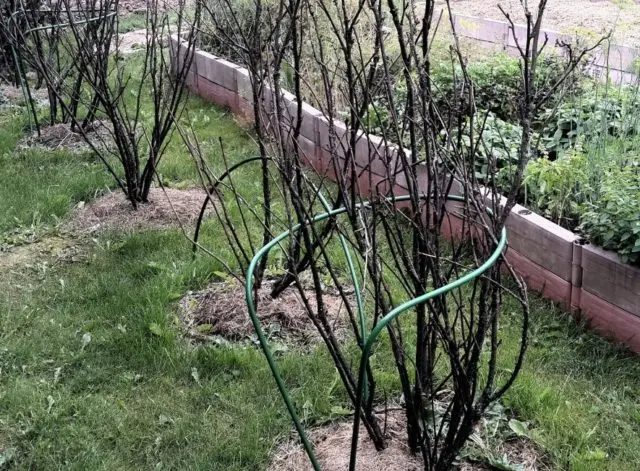 Do-it-yourself fencing for currant bushes