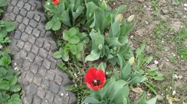 Do-it-yourself garden paths from tires + photo