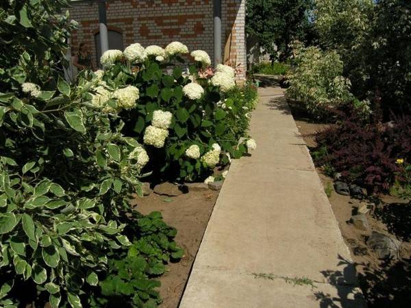 Do-it-yourself garden paths from tires + photo