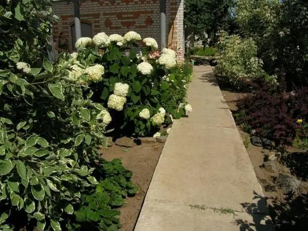 Do-it-yourself garden paths from tires + photo