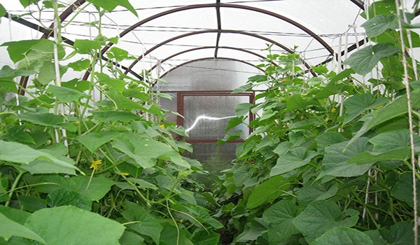 Do-it-yourself greenhouse for cucumbers: recommendations for beginners