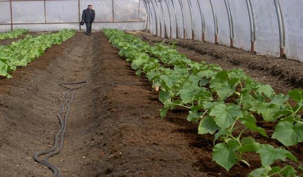 Do-it-yourself greenhouse for cucumbers: recommendations for beginners