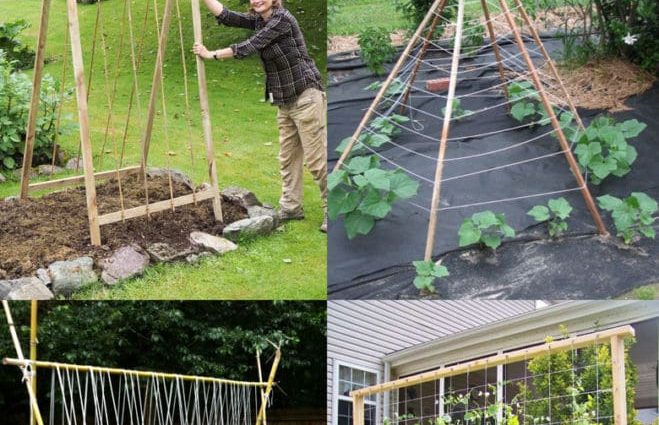 Do-it-yourself greenhouse for cucumbers: recommendations for beginners