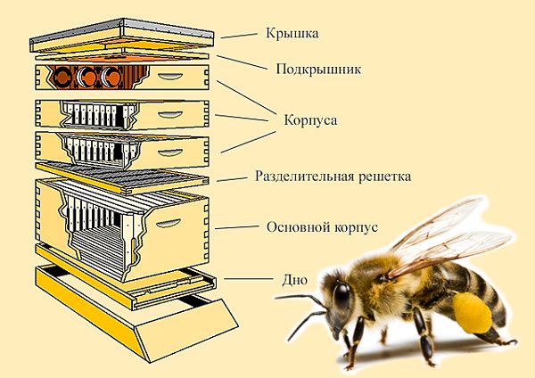 Do-it-yourself horned beehive, drawings