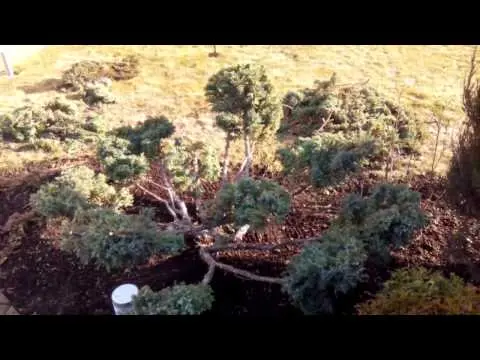 Do-it-yourself juniper bonsai