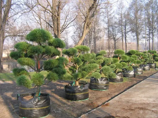 Do-it-yourself juniper bonsai