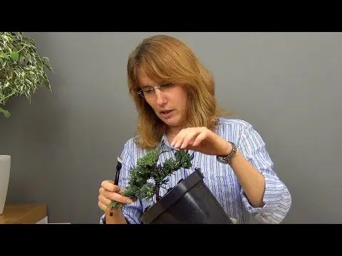 Do-it-yourself juniper bonsai