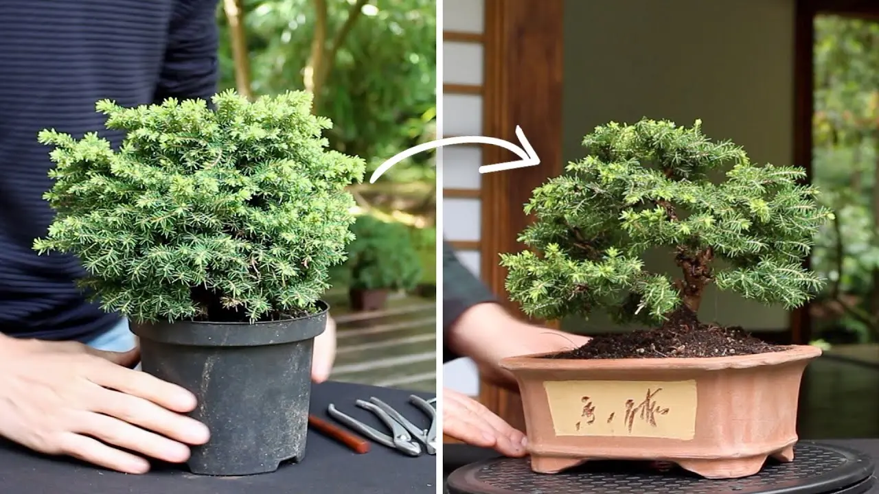 Do-it-yourself juniper bonsai