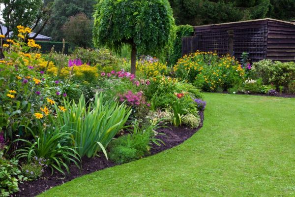 Do-it-yourself mixborder of shrubs and perennials