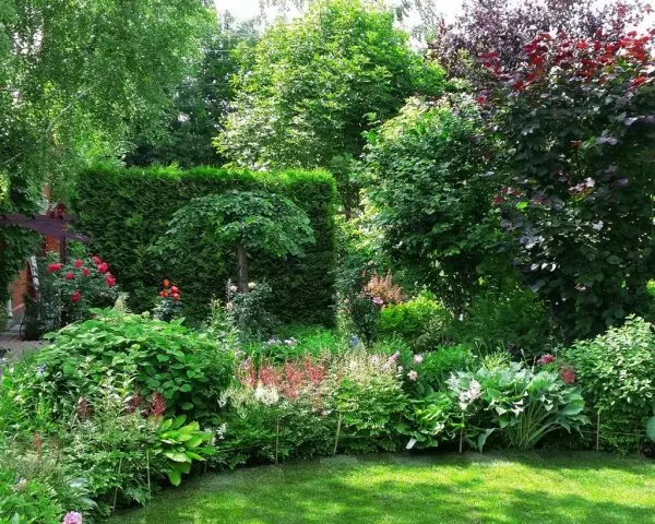 Do-it-yourself mixborder of shrubs and perennials