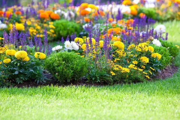 Do-it-yourself mixborder of shrubs and perennials