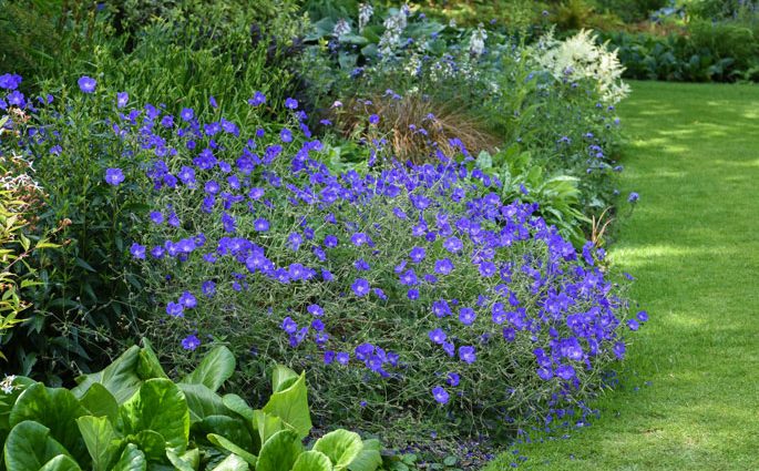 Do-it-yourself mixborder of shrubs and perennials