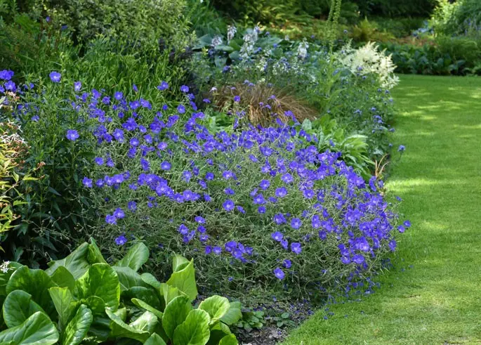 Do-it-yourself mixborder of shrubs and perennials