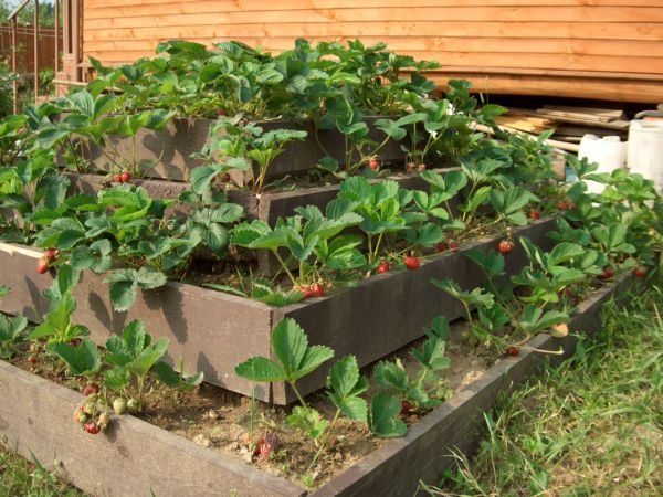 Do-it-yourself multi-tiered beds for strawberries