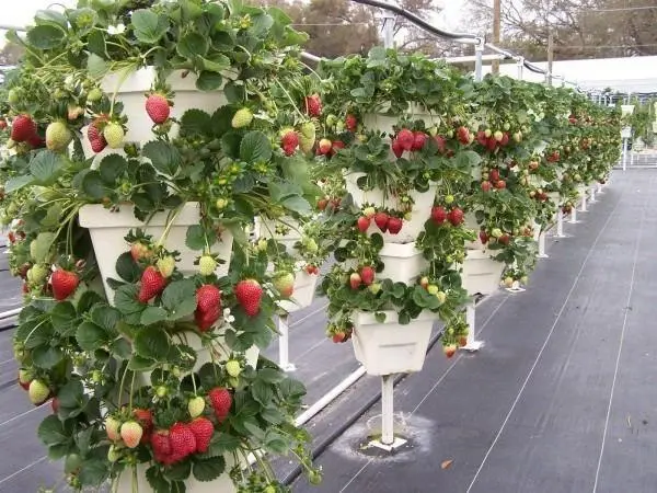 Do-it-yourself multi-tiered beds for strawberries