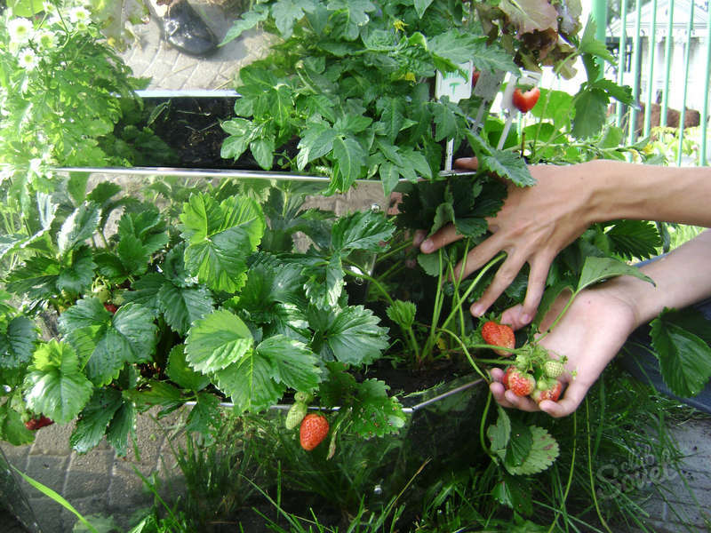 Do-it-yourself multi-tiered beds for strawberries