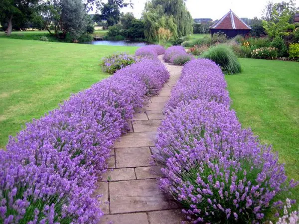 Do-it-yourself perennial rabatka along the path